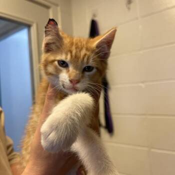 Pepperoni -  Domestic Short Hair Cat for Adoption in Albert Lea, Minnesota - Pepperoni | PetCurious