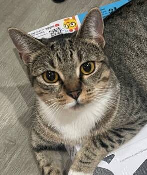 Rescue Domestic Short Hair Cats for Adoption in Cumberland, Maine - Gracie | PetCurious