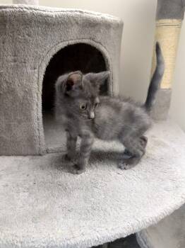 Paul 2026-305 -  American Shorthair Cat for Adoption in Winder, Georgia - Paul 2026-305 | PetCurious