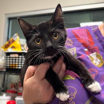Circe -  Domestic Short Hair Cat for Adoption in Englewood, Florida - Circe | PetCurious