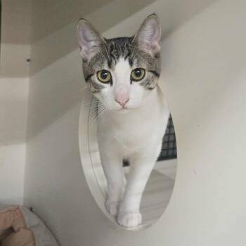 Rescue Domestic Short Hair Cats for Adoption in Clayton, California - Waverly | PetCurious