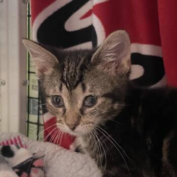 AM -  Domestic Short Hair Cat for Adoption in Chicago, Illinois - AM | PetCurious