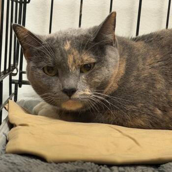 Snapple Cherry -  Domestic Short Hair Cat for Adoption in Philadelphia, Pennsylvania - Snapple Cherry | PetCurious