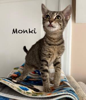 Rescue Domestic Short Hair Cats for Adoption in Pawleys Island, South Carolina - Monki | PetCurious