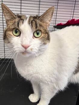 Rescue Domestic Medium Hair Cats for Adoption in Midland, Texas - Twix | PetCurious