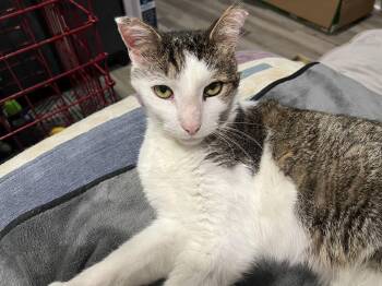 Domestic Short Hair Cats Available for Adoption - Gonzo - (FIV+ In Foster) | PetCurious