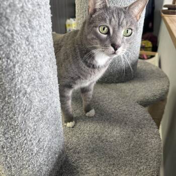 Domestic Short Hair Cats Available for Adoption - Bennie | PetCurious