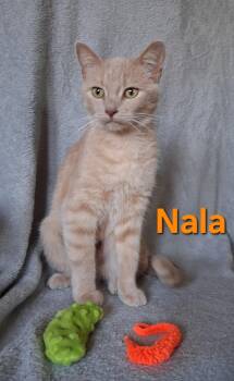 Nala -  Domestic Short Hair Cat for Adoption in Peoria, Illinois - Nala | PetCurious