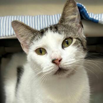 Jasmine -  Domestic Short Hair Cat for Adoption in St. Augustine, Florida - Jasmine | PetCurious