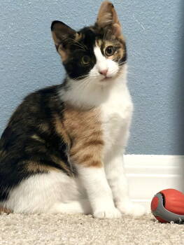 Rescue Domestic Short Hair Cats for Adoption in St. Cloud, Florida - Wednesday | PetCurious