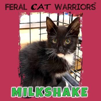 Milkshake -  Domestic Short Hair Cat for Adoption in Kingman, Arizona - Milkshake | PetCurious