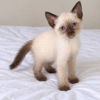 June -  Siamese Cat for Adoption in Tucson, Arizona - June | PetCurious