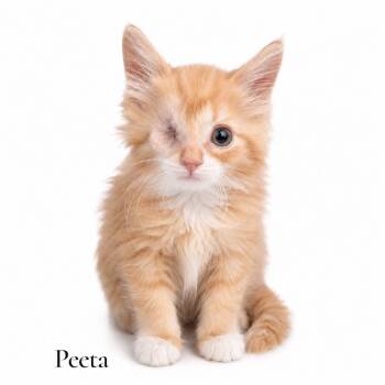 Peeta -  Domestic Long Hair Cat for Adoption in Stevensville, Michigan - Peeta | PetCurious