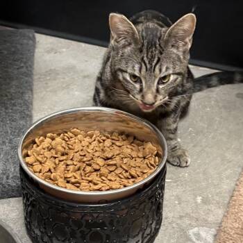 Carol Trapper -  Domestic Short Hair and Bengal Cat for Adoption in Las Vegas, Nevada - Carol Trapper | PetCurious