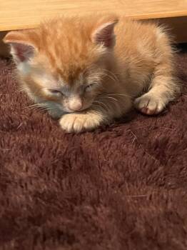 Domestic Short Hair Cats Available for Adoption - A1949964(Pumpkin) | PetCurious