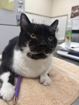 Mayson -  Domestic Short Hair Cat for Adoption in Palm Coast, Florida - Mayson | PetCurious