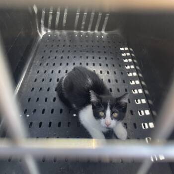 Mork -  Domestic Short Hair Cat for Adoption in Lake Jackson, Texas - Mork | PetCurious