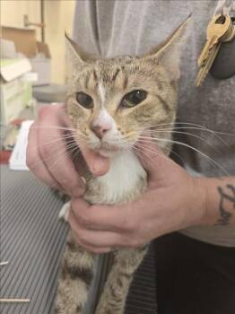 Rescue Domestic Short Hair Cats for Adoption in Hagerstown, Maryland - CLARIBEL | PetCurious