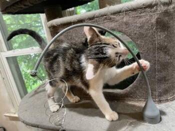 Fahrenheit -  Domestic Short Hair Cat for Adoption in Dayton, Ohio - Fahrenheit | PetCurious