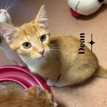 Dean -  Domestic Short Hair Cat for Adoption in Monroe, Ohio - Dean | PetCurious