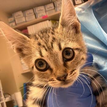 Chicago - Adorable and Shy -  Domestic Short Hair Cat for Adoption in Flagstaff, Arizona - Chicago - Adorable And Shy | PetCurious
