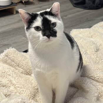 Pearl -  Domestic Short Hair Cat Available for Adoption in West Orange, New Jersey - Pearl | PetCurious