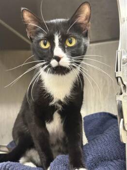 Domestic Short Hair Cats Available for Adoption - QUESADILLA | PetCurious