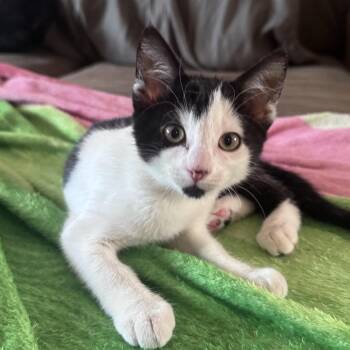 Moo -  Domestic Short Hair Cat for Adoption in Los Angeles, California - Moo | PetCurious