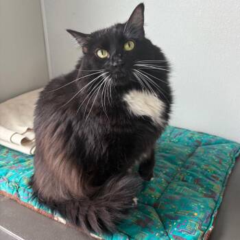 Nala -  Domestic Long Hair Cat for Adoption in Kerrville, Texas - Nala | PetCurious