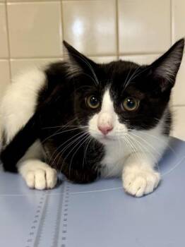 Domestic Short Hair Cats Available for Adoption in San Antonio, Texas - Raisin | PetCurious