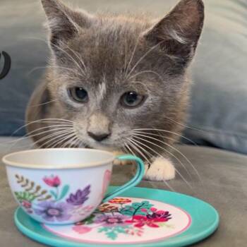 Leia -  Domestic Short Hair Cat for Adoption in Clayton, California - Leia | PetCurious