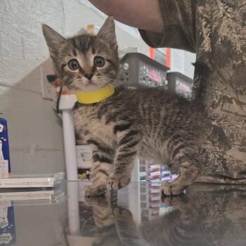 Rocky Road -  Domestic Short Hair Cat for Adoption in Clanton, Alabama - Rocky Road | PetCurious