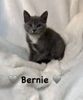 Domestic Short Hair Cats Available for Adoption in Copley, Ohio - Bernie | PetCurious