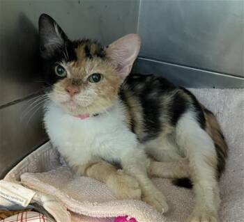 PECAN PIE -  Domestic Short Hair Cat for Adoption in Long Beach, California - PECAN PIE | PetCurious