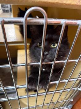 Daiquiri -  Domestic Short Hair Cat for Adoption in Cleveland, Ohio - Daiquiri | PetCurious