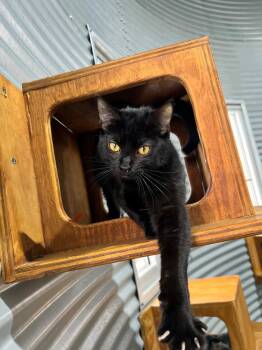 Domestic Short Hair Cats Available for Adoption - Spirit - Silo Fee Waived | PetCurious