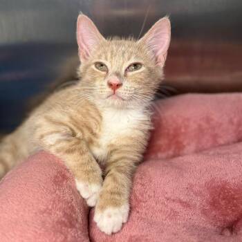 Widget -  Domestic Short Hair Cat for Adoption in Asheville, North Carolina - Widget | PetCurious