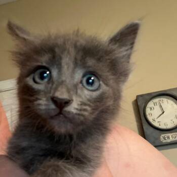 Jerry -  Russian Blue Cat for Adoption in Mount Vernon, Arkansas - Jerry | PetCurious