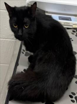 GENIE -  Domestic Short Hair Cat for Adoption in Derwood, Maryland - GENIE | PetCurious