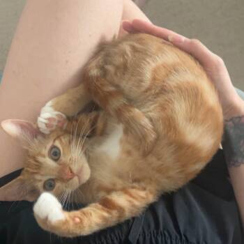 Summer -  Domestic Short Hair Cat for Adoption in San Tan Valley, Arizona - Summer | PetCurious