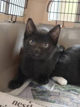 Hector -  Domestic Medium Hair Cat for Adoption in Sacramento, California - Hector | PetCurious