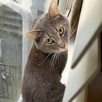 Rescue Domestic Short Hair Cats for Adoption in Sandy Springs, Georgia - Anakin | PetCurious