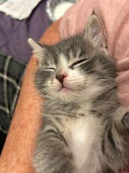 Paw Paw -  Domestic Medium Hair Cat for Adoption in Grand Rapids, Minnesota - Paw Paw | PetCurious