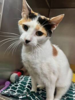 Faya -  Calico Cat for Adoption in Leavenworth, Kansas - Faya | PetCurious