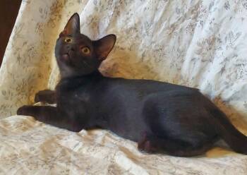Baked Beans -  Domestic Short Hair Cat for Adoption in Dallas, Texas - Baked Beans | PetCurious