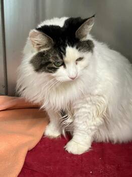 Domestic Long Hair Cats Available for Adoption in Lunenburg, Massachusetts - Nova | PetCurious