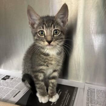 Tobias -  Domestic Short Hair Cat for Adoption in San Antonio, Texas - Tobias | PetCurious