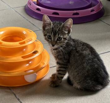 Rescue Domestic Short Hair Cats for Adoption in Aibonito, Aibonito - Bjorn | PetCurious