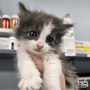 Domestic Long Hair Cats Available for Adoption in Washington, District Of Columbia - Little Strawberry | PetCurious