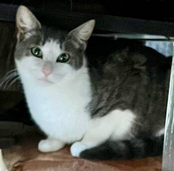 Domestic Short Hair Cats Available for Adoption - Gracie | PetCurious